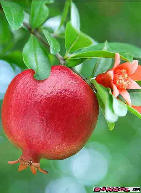 فروش نهال درخت میوه انار شیرین